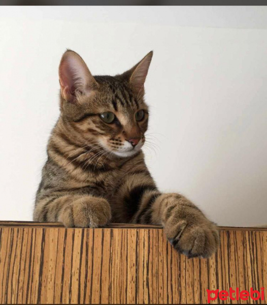 Tekir Kedi, Kedi  Şanslı fotoğrafı