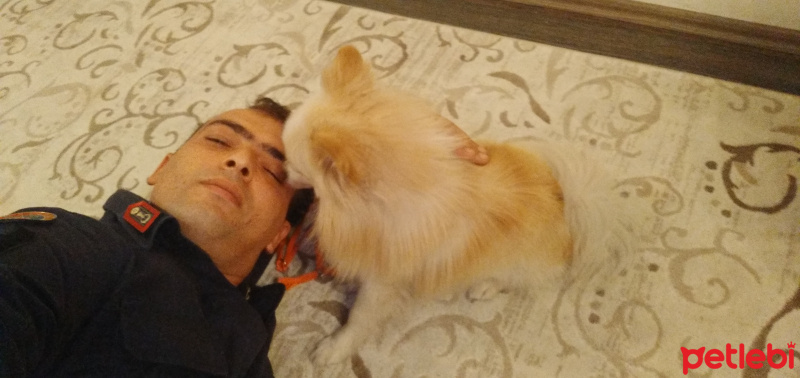 Pomeranyalı, Köpek  Odin fotoğrafı