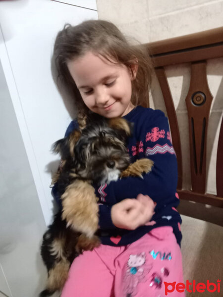 Yorkshire Terrier, Köpek  oscar fotoğrafı