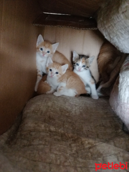 Tekir Kedi, Kedi  Maki fotoğrafı