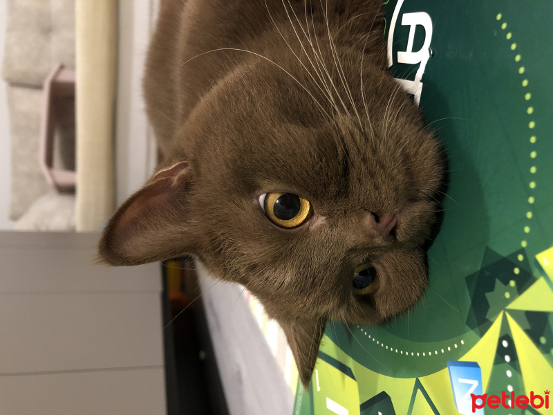 British Shorthair, Kedi  Tarçın fotoğrafı