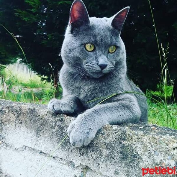 Chartreux, Kedi  Tino fotoğrafı