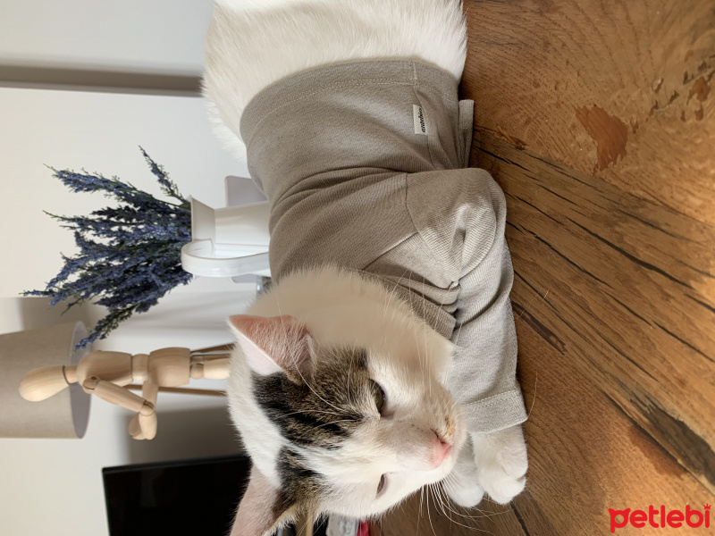Tekir Kedi, Kedi  Pamuk fotoğrafı