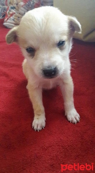 Türk Tazısı, Köpek  çiko fotoğrafı
