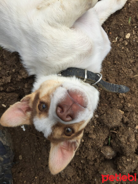 Jack Russell Terrier, Köpek  Şimşek fotoğrafı