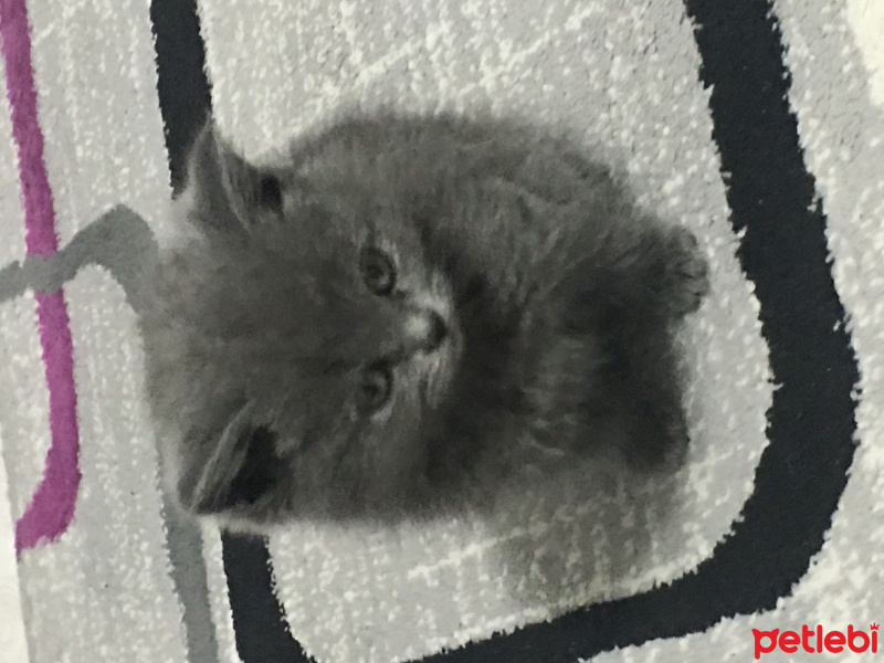 British Shorthair, Kedi  Diva fotoğrafı