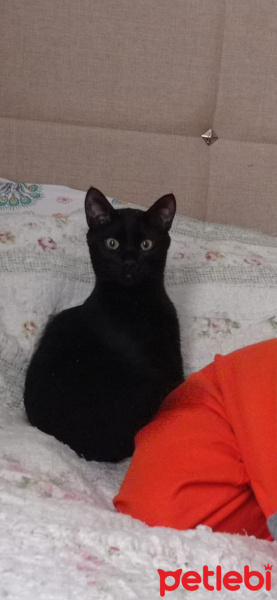 Tekir Kedi, Kedi  Gece fotoğrafı