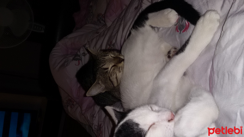 Tekir Kedi, Kedi  Osman fotoğrafı