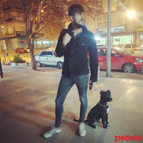 Amerikan Pitbull Terrier, Köpek  Miya fotoğrafı
