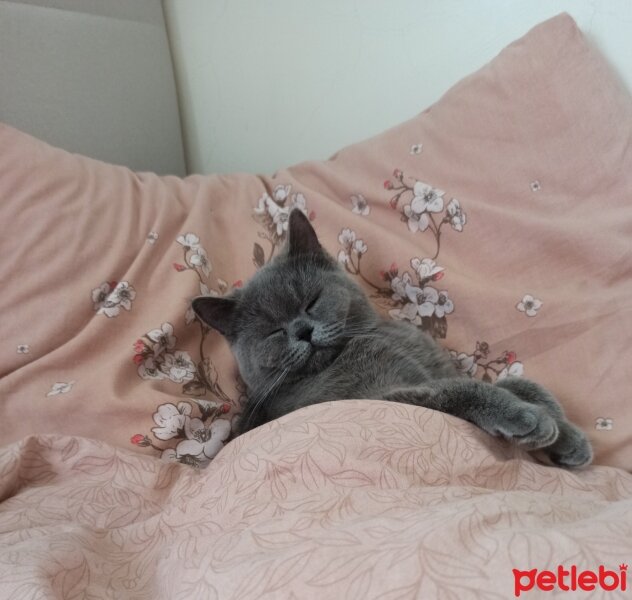 British Shorthair, Kedi  Kekik fotoğrafı