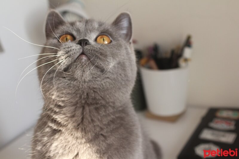 British Shorthair, Kedi  Kekik fotoğrafı