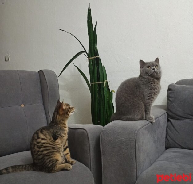 British Shorthair, Kedi  Kekik fotoğrafı