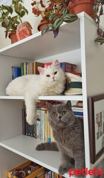 British Shorthair, Kedi  Kekik fotoğrafı