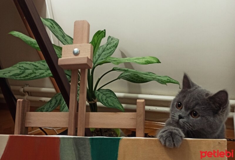 British Shorthair, Kedi  Kekik fotoğrafı