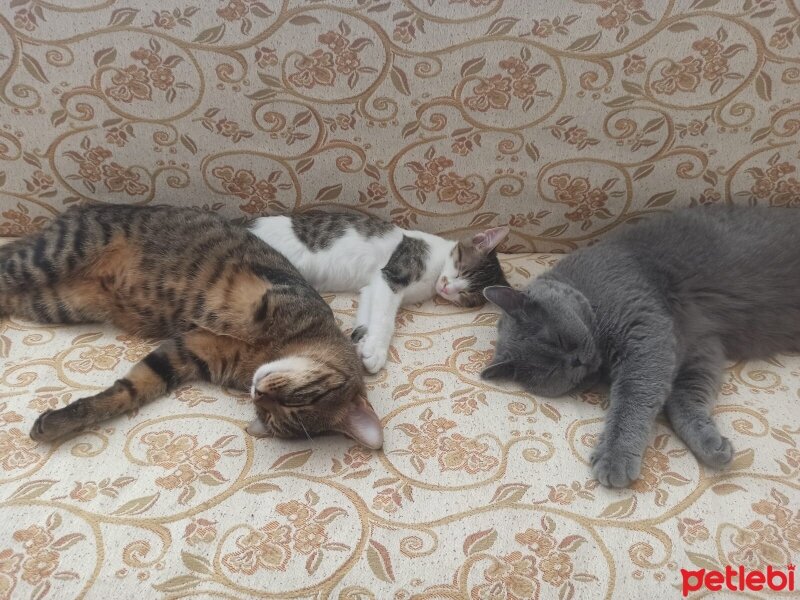 British Shorthair, Kedi  Kekik fotoğrafı