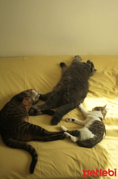 British Shorthair, Kedi  Kekik fotoğrafı