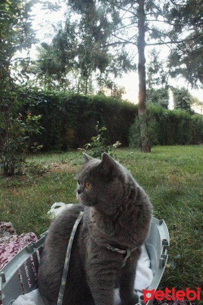 British Shorthair, Kedi  Kekik fotoğrafı