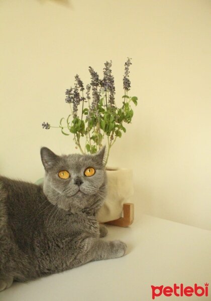 British Shorthair, Kedi  Kekik fotoğrafı