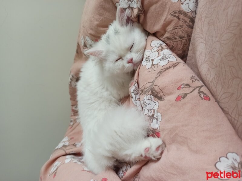 British Shorthair, Kedi  Yabik fotoğrafı