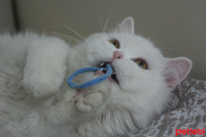 British Shorthair, Kedi  Yabik fotoğrafı