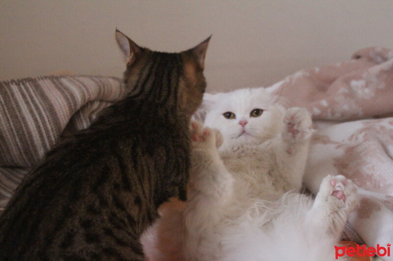 British Shorthair, Kedi  Yabik fotoğrafı