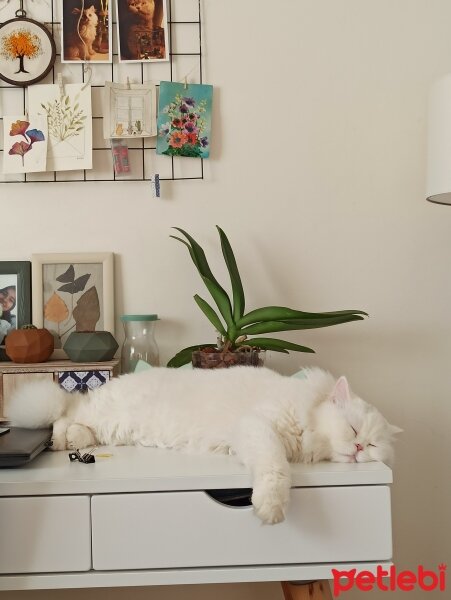 British Shorthair, Kedi  Yabik fotoğrafı