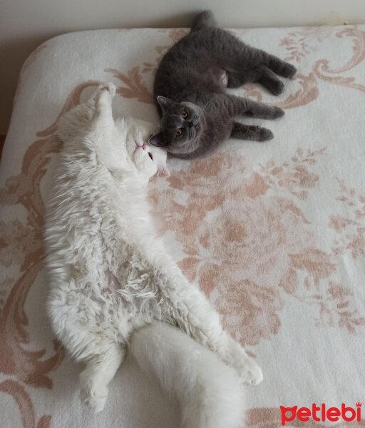 British Shorthair, Kedi  Yabik fotoğrafı