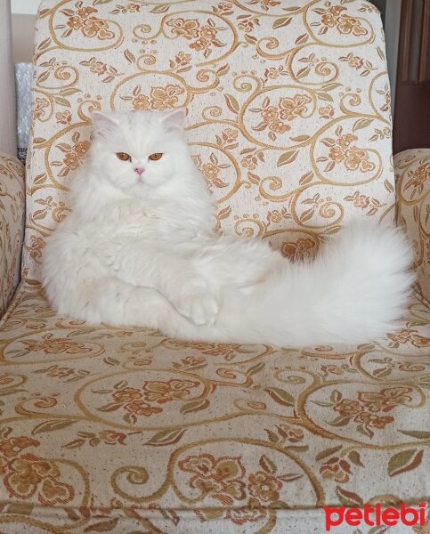 British Shorthair, Kedi  Yabik fotoğrafı