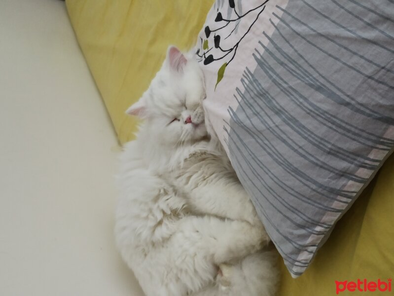 British Shorthair, Kedi  Yabik fotoğrafı