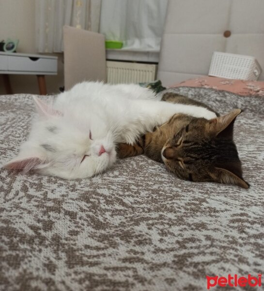 British Shorthair, Kedi  Yabik fotoğrafı