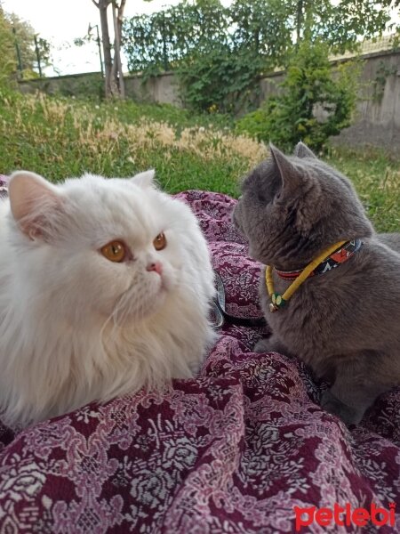 British Shorthair, Kedi  Yabik fotoğrafı