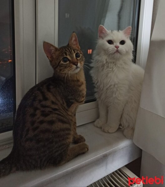 British Shorthair, Kedi  Yabik fotoğrafı