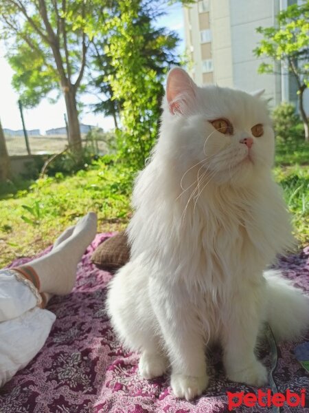 British Shorthair, Kedi  Yabik fotoğrafı