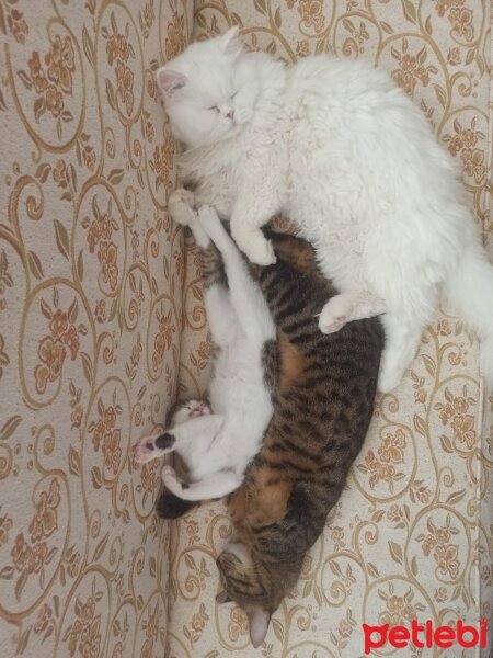 British Shorthair, Kedi  Yabik fotoğrafı