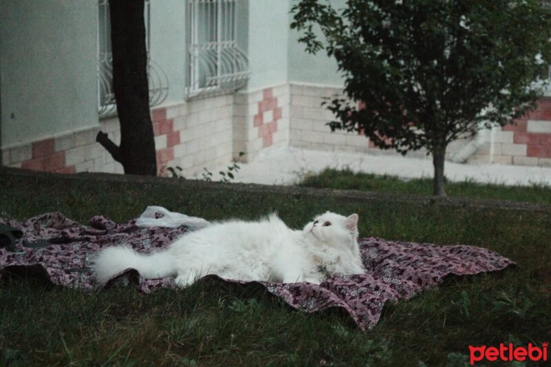 British Shorthair, Kedi  Yabik fotoğrafı