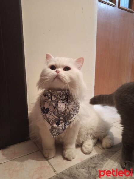 British Shorthair, Kedi  Yabik fotoğrafı