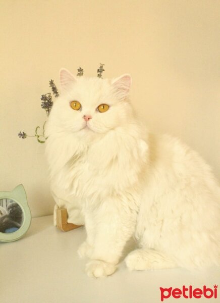 British Shorthair, Kedi  Yabik fotoğrafı