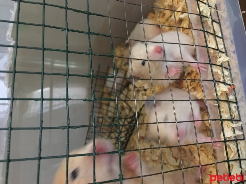 Hamster, Kemirgen  Minik fotoğrafı