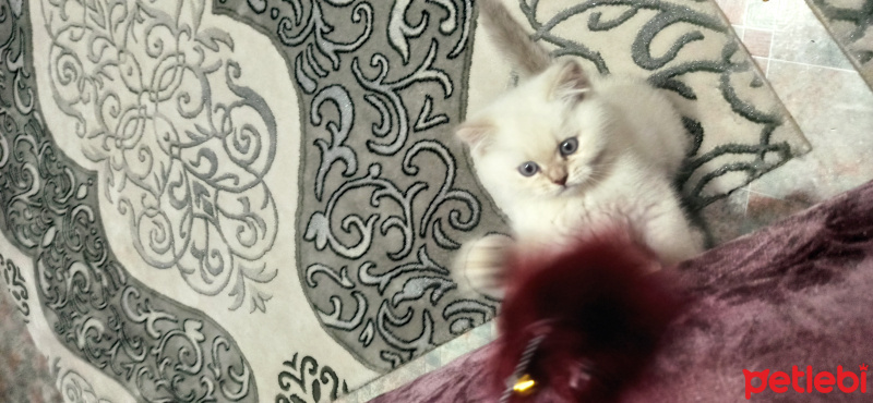 British Shorthair, Kedi  Köpük fotoğrafı