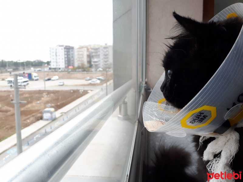 İran Kedisi (Persian), Kedi  Karam fotoğrafı