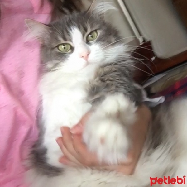Tekir Kedi, Kedi  Muffin fotoğrafı