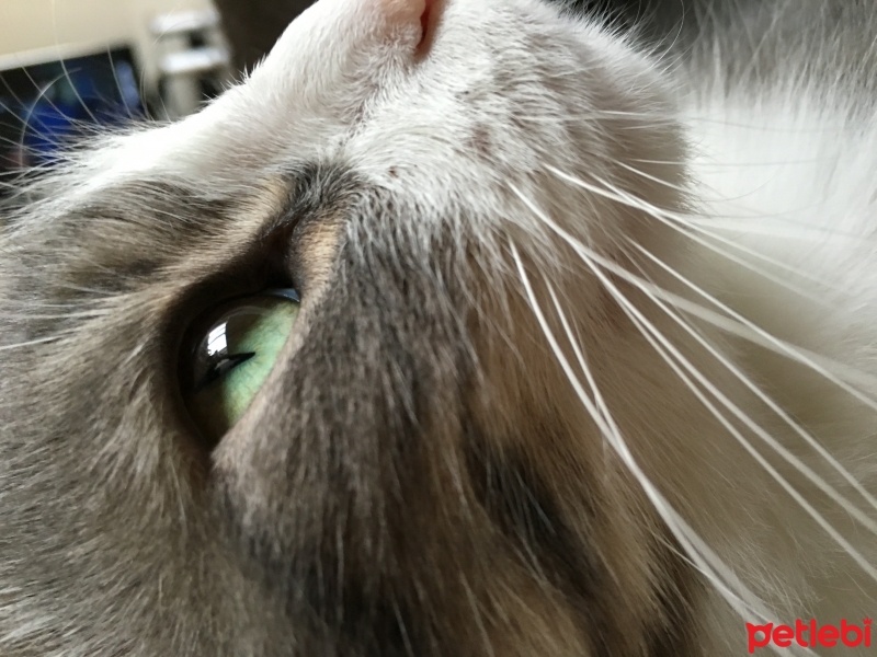 Tekir Kedi, Kedi  Muffin fotoğrafı