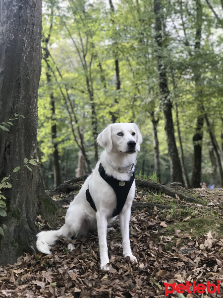 Golden Retriever, Köpek  Arya fotoğrafı