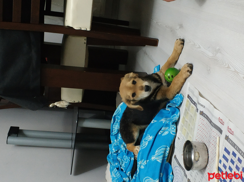 Sokö (Sokak Köpeği), Köpek  Mico fotoğrafı