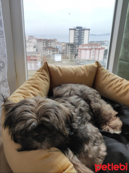 Shih Tzu, Köpek  PATİ fotoğrafı