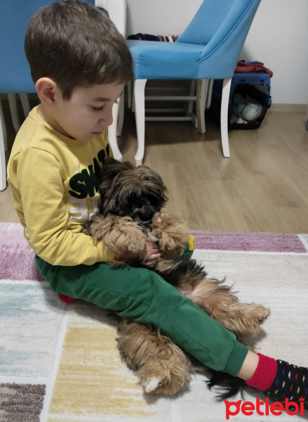 Shih Tzu, Köpek  PATİ fotoğrafı