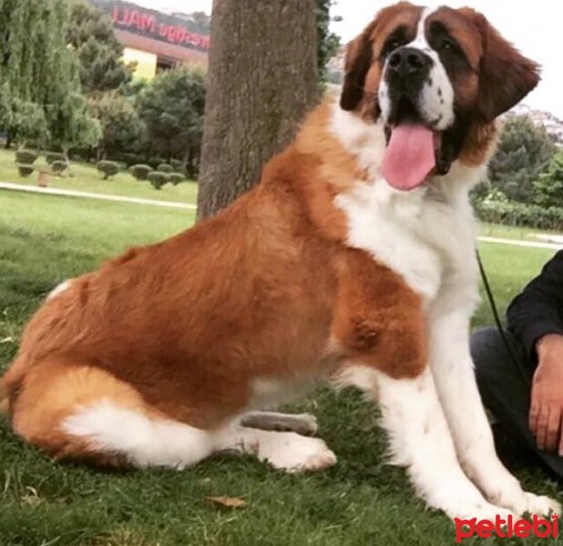 St. Bernard (Saint Bernard), Köpek  Hımbıl fotoğrafı