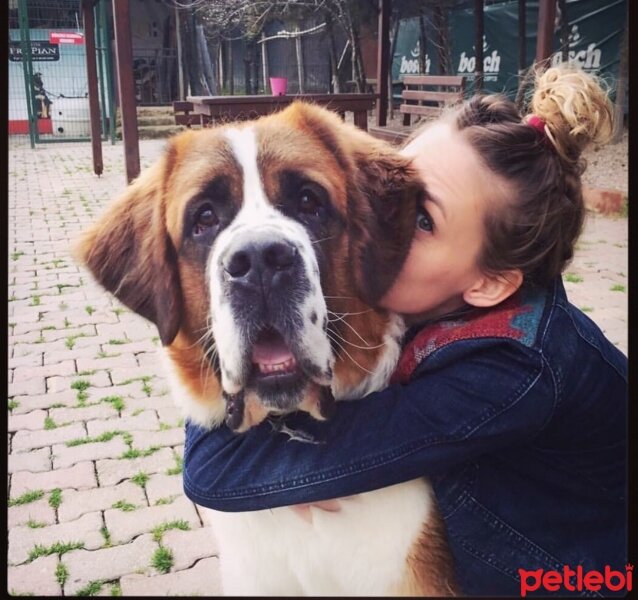 St. Bernard (Saint Bernard), Köpek  Hımbıl fotoğrafı