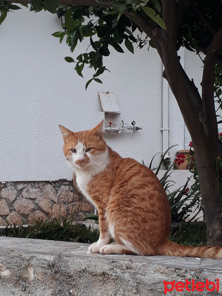 Sarman, Kedi  Ares fotoğrafı