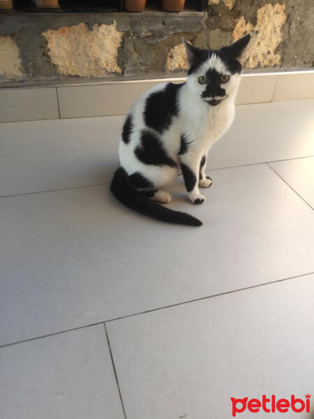 Sarman, Kedi  Ares fotoğrafı